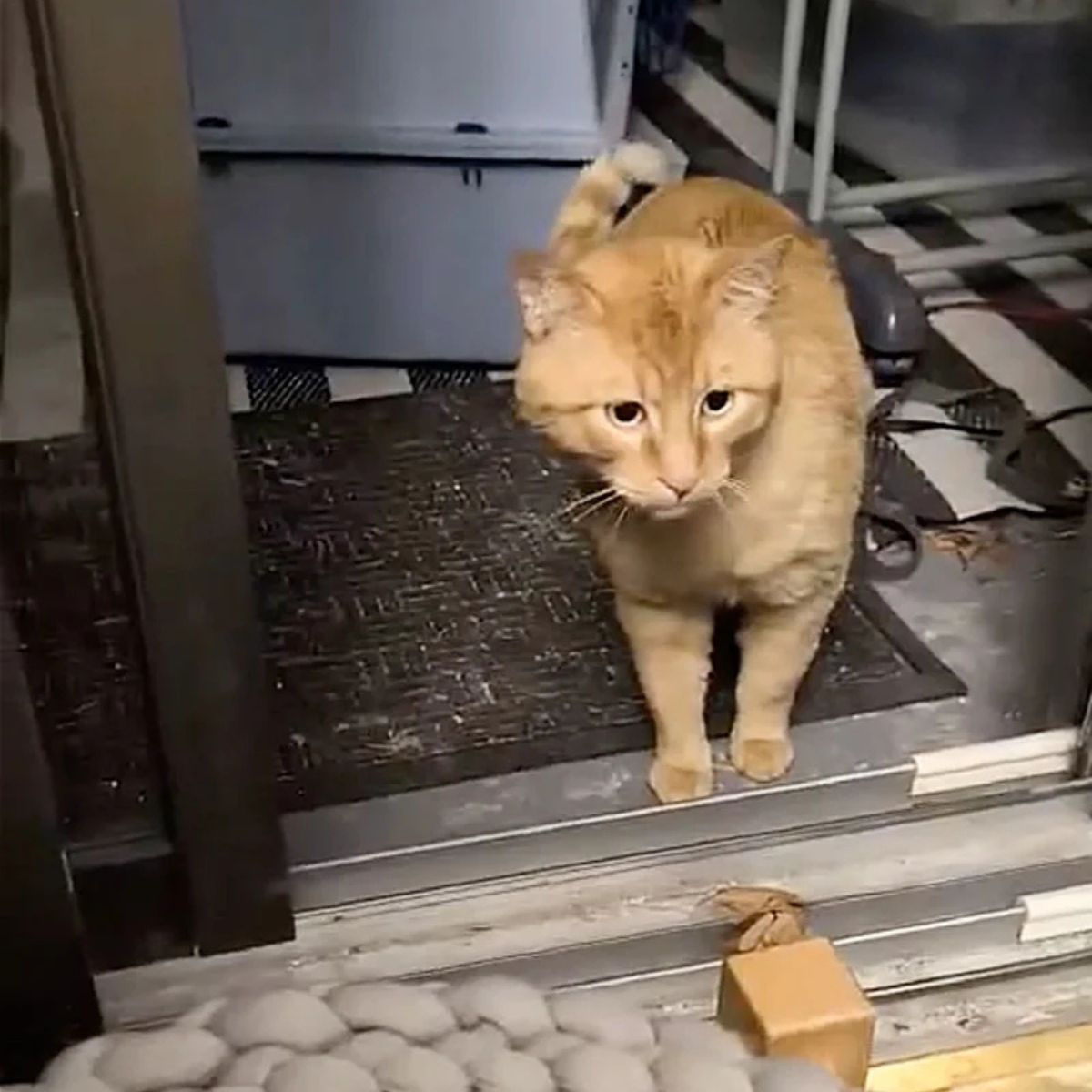 adorable orange cat