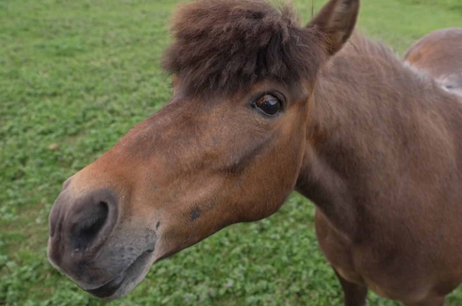 adorable pony