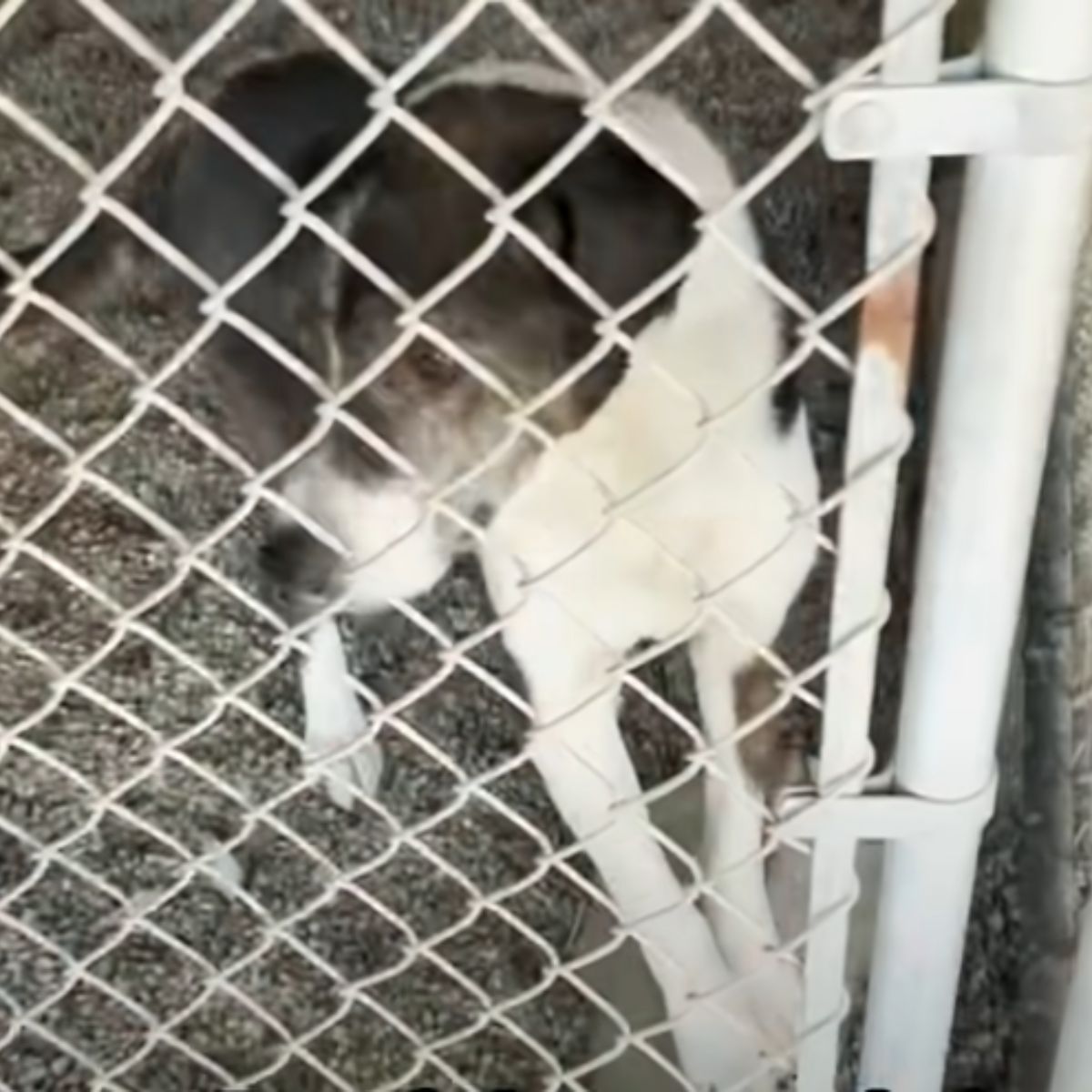 adorable shelter dog