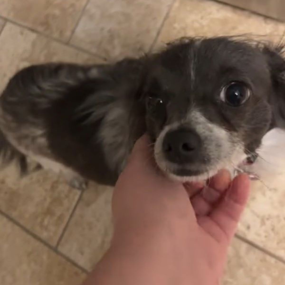 adorable tiny dog