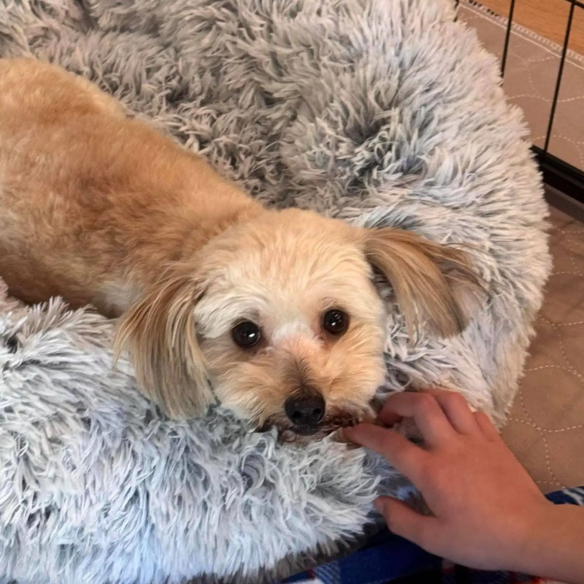 adorable tiny dog