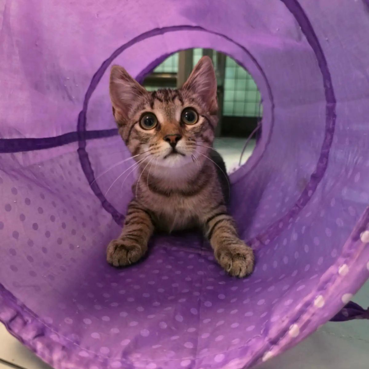 adorable tiny kitten