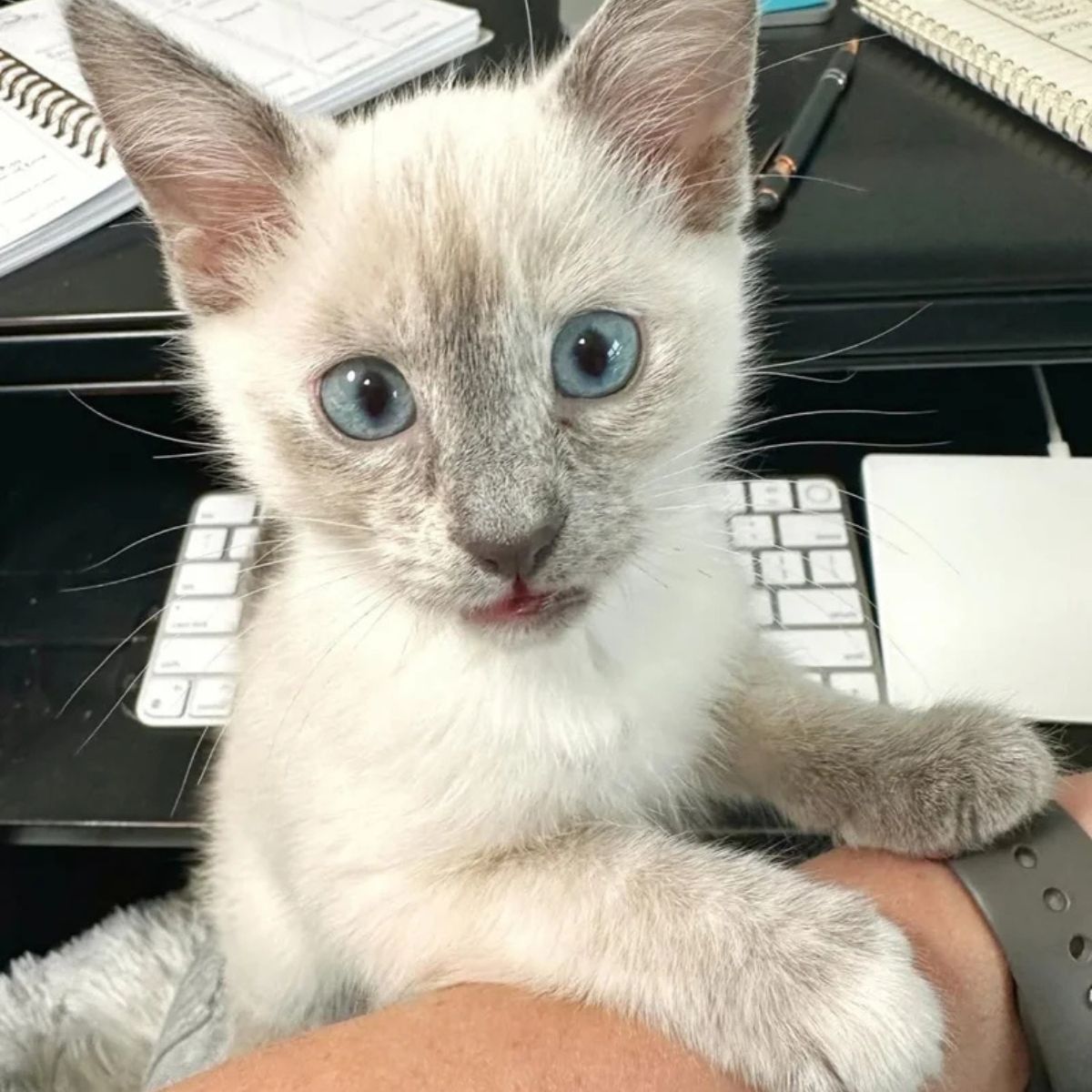 adorable white kitten
