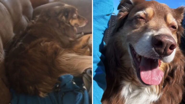 Ohio Dog Shuts Owner Out, But Watch What Happens When Her Favorite Song Starts Playing