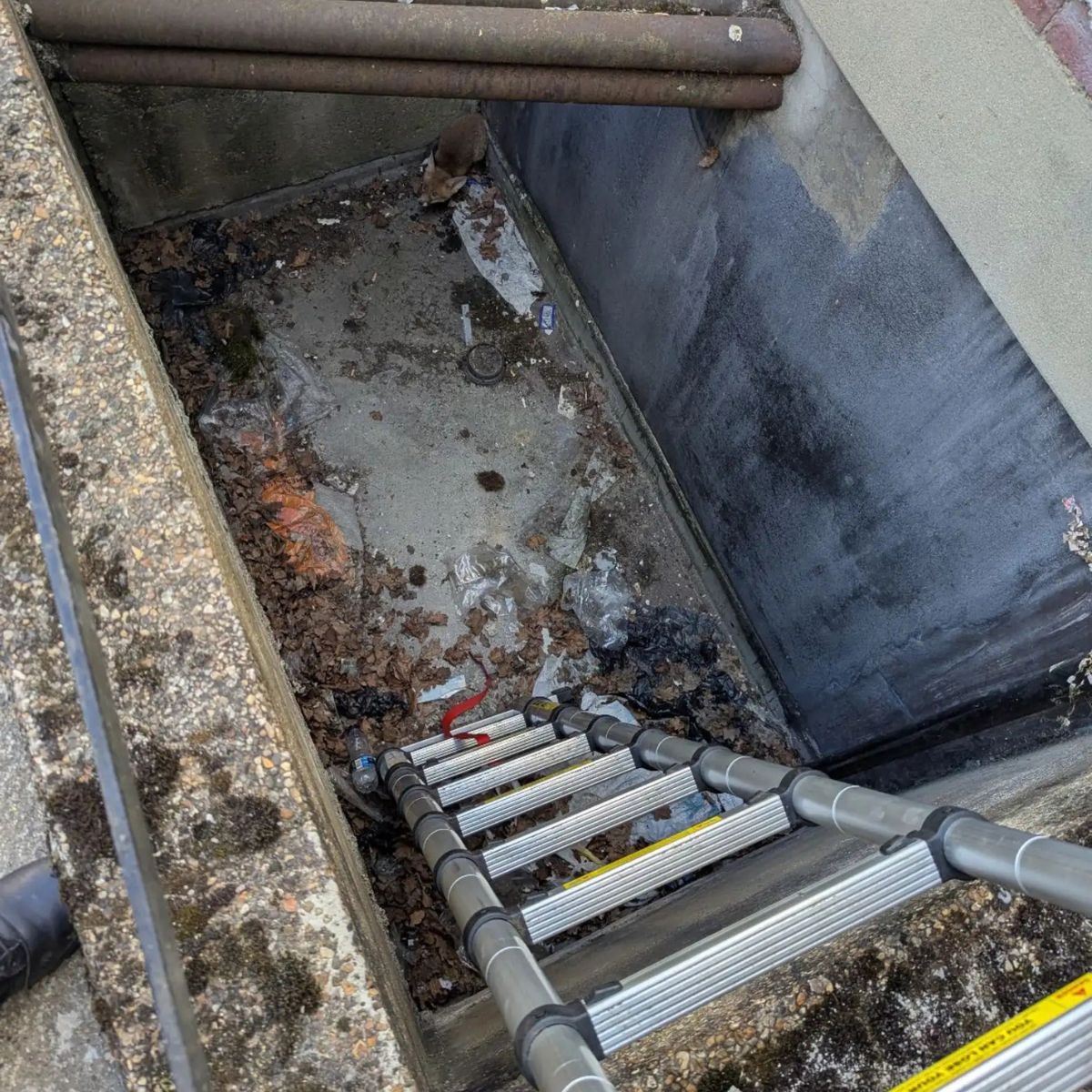 animal in drain
