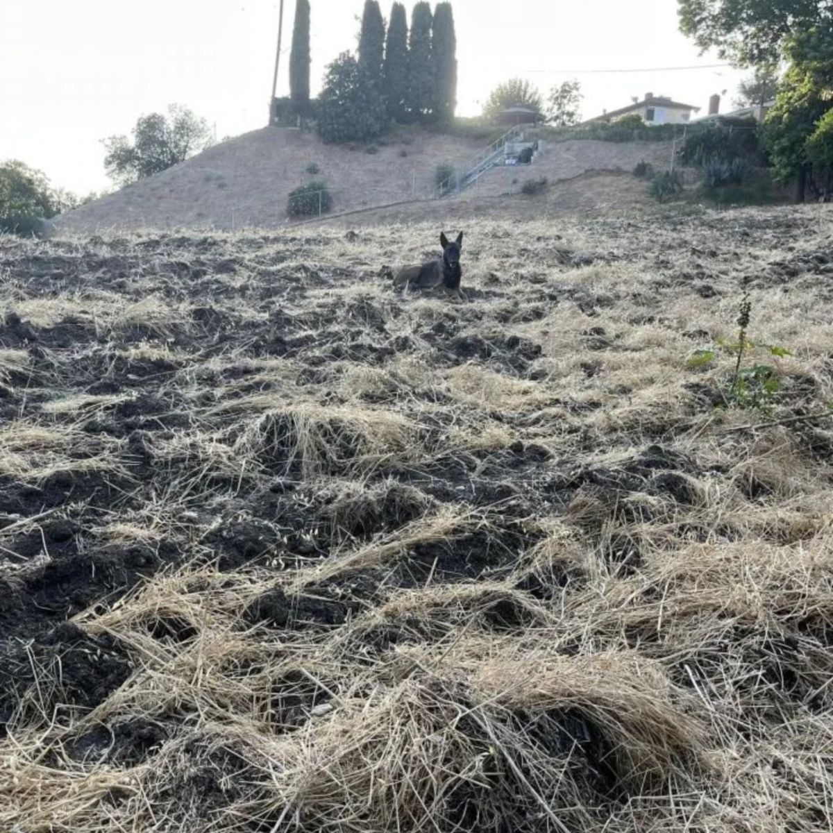 animal on hillside