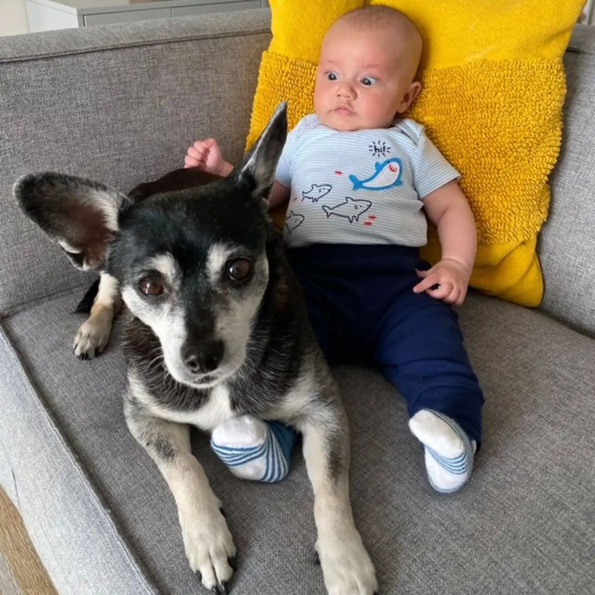 baby and dog