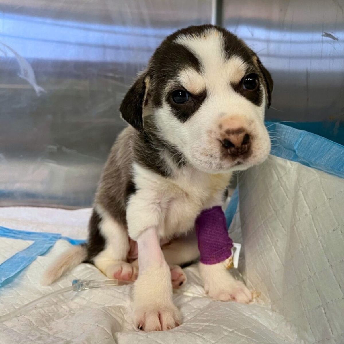 baby husky