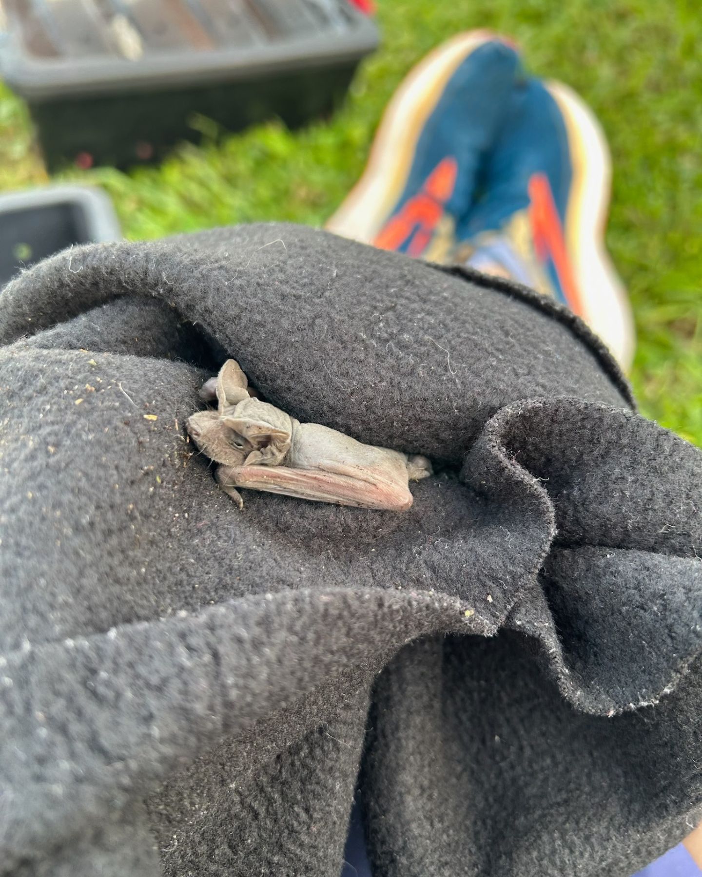 bat in blanket