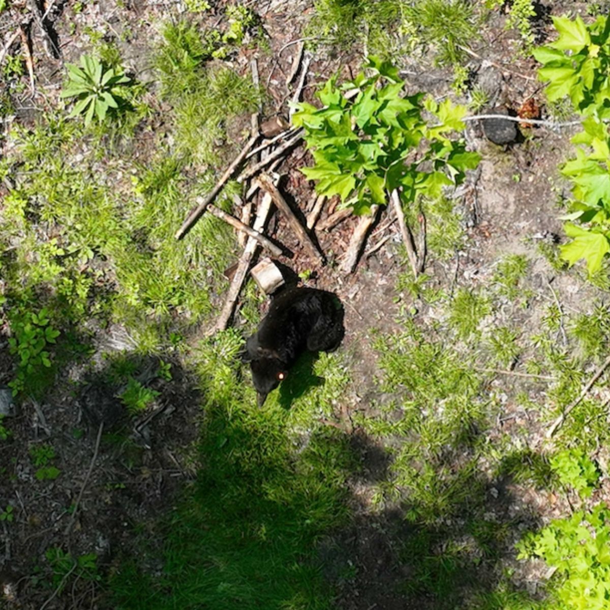 bear in forest