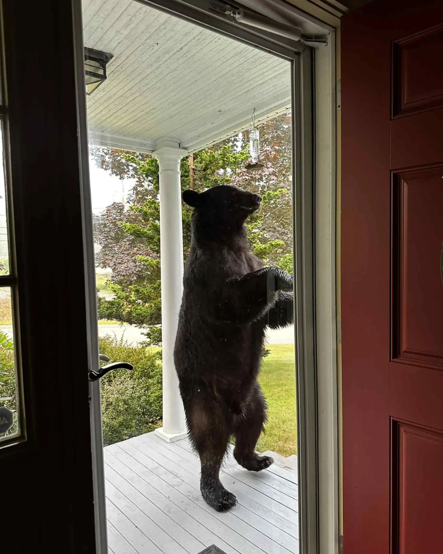 bear in front of doors