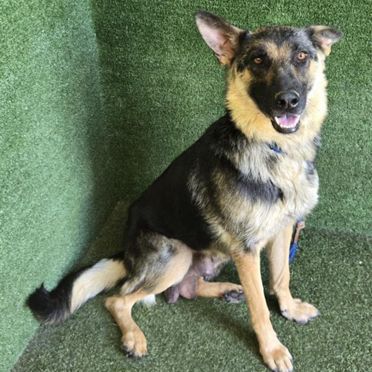 beautiful dog