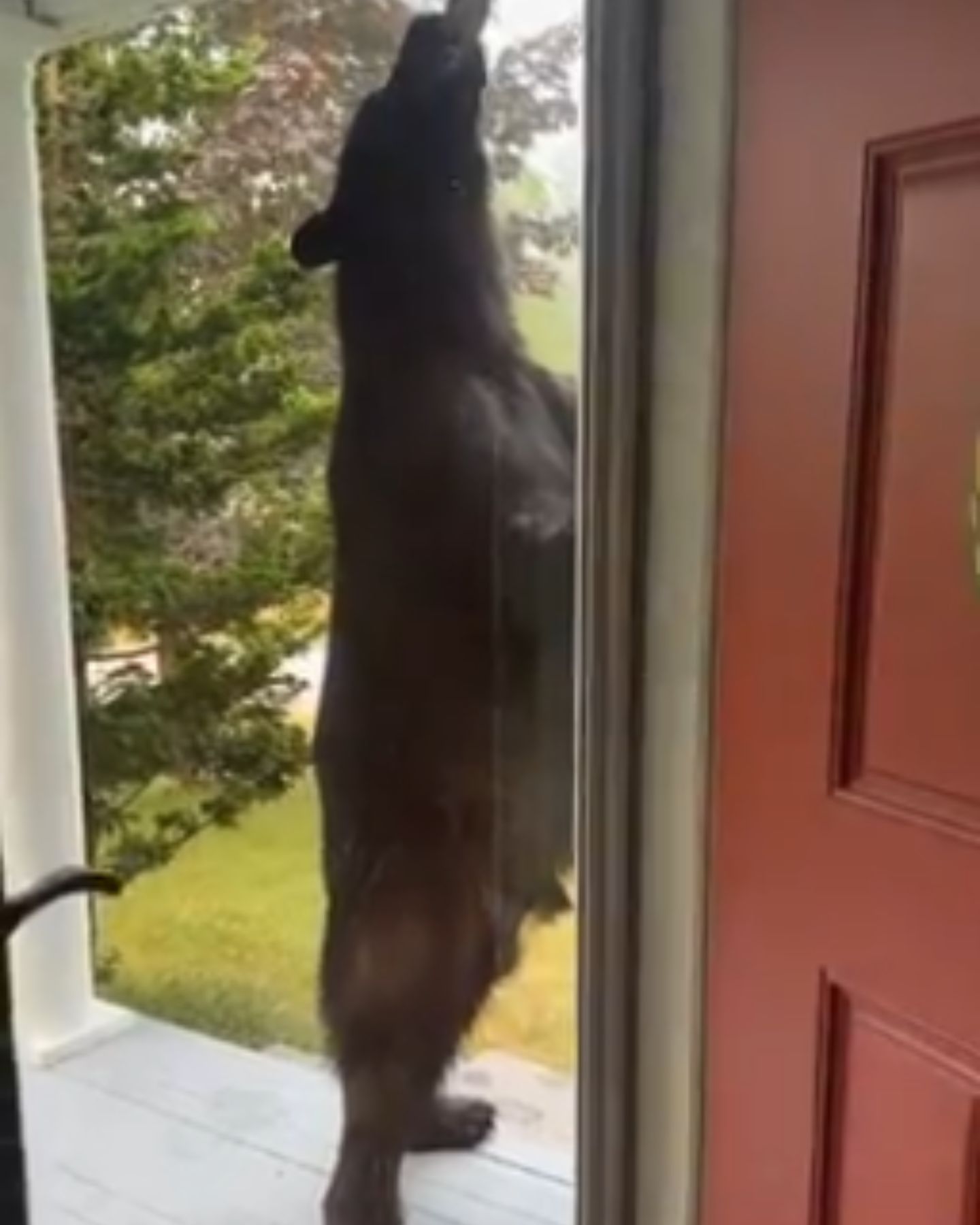 big bear
