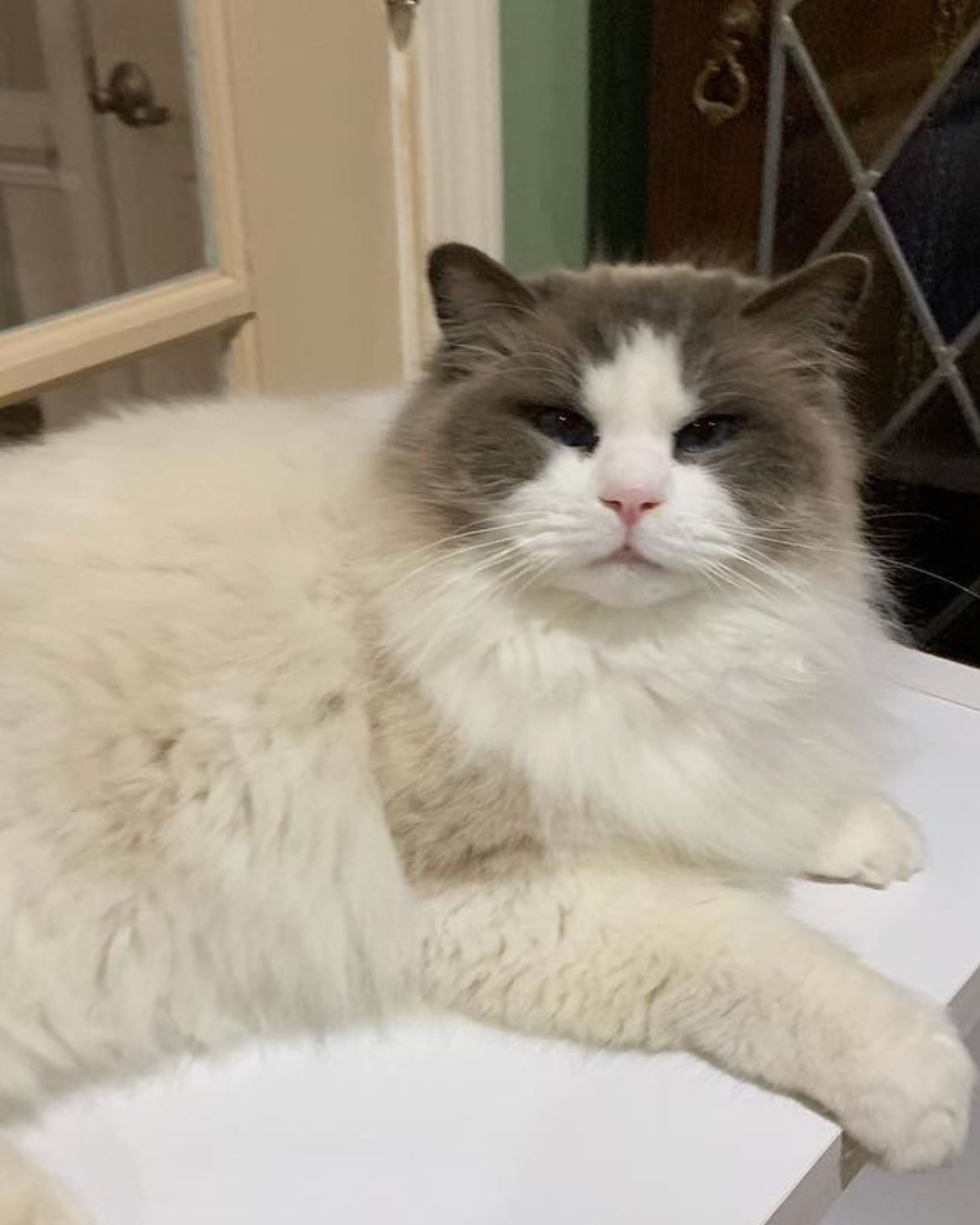 big cat lying