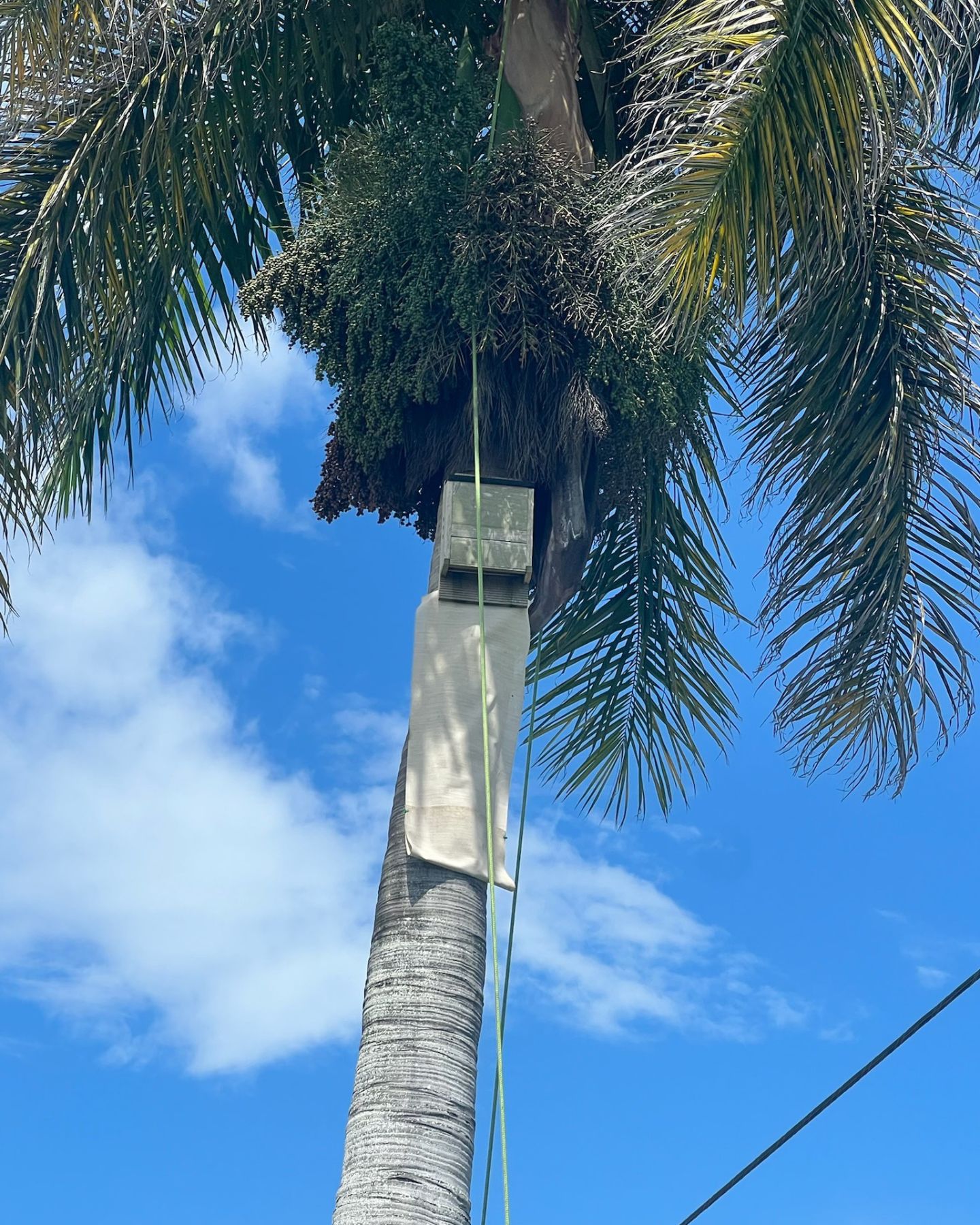 big palm tree
