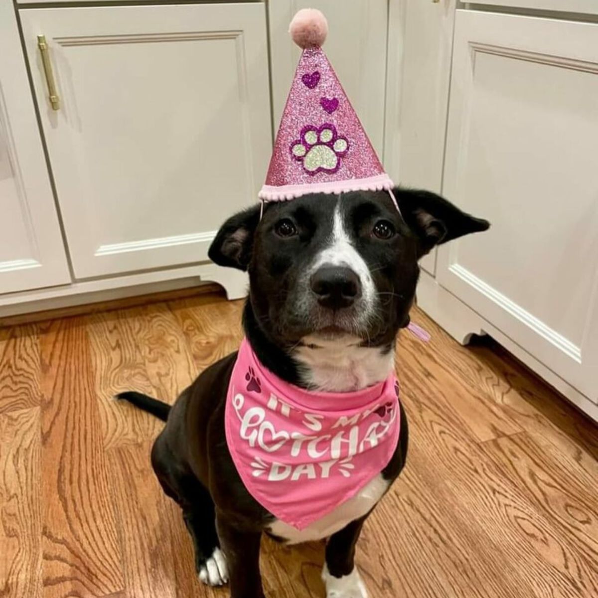 birthday dog