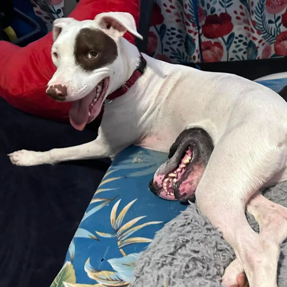 bizarre photo of a dog