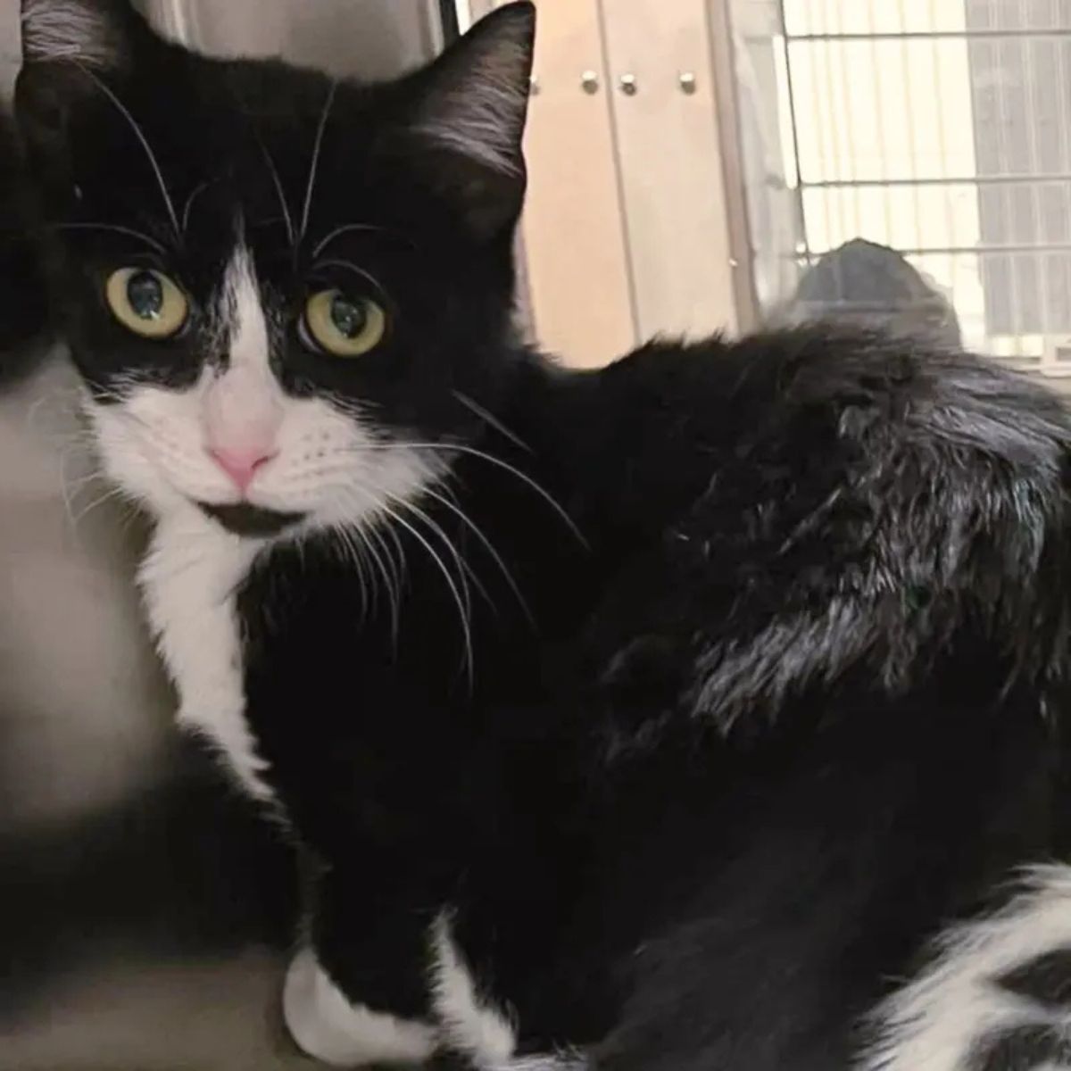 black and white cat