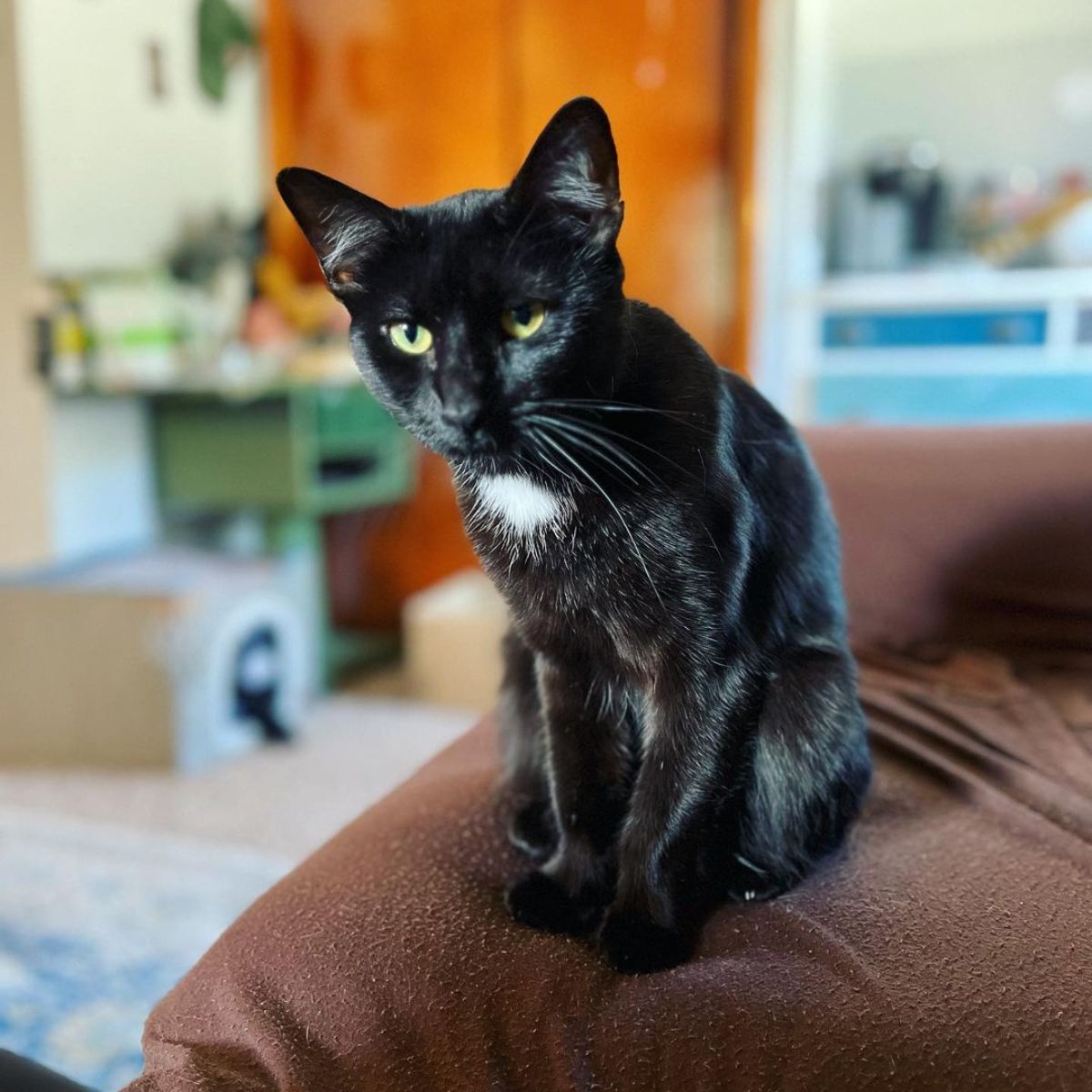 black cat