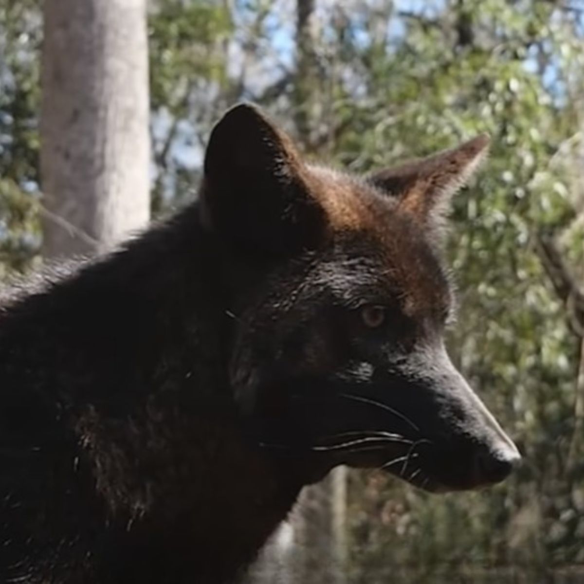 black coyote