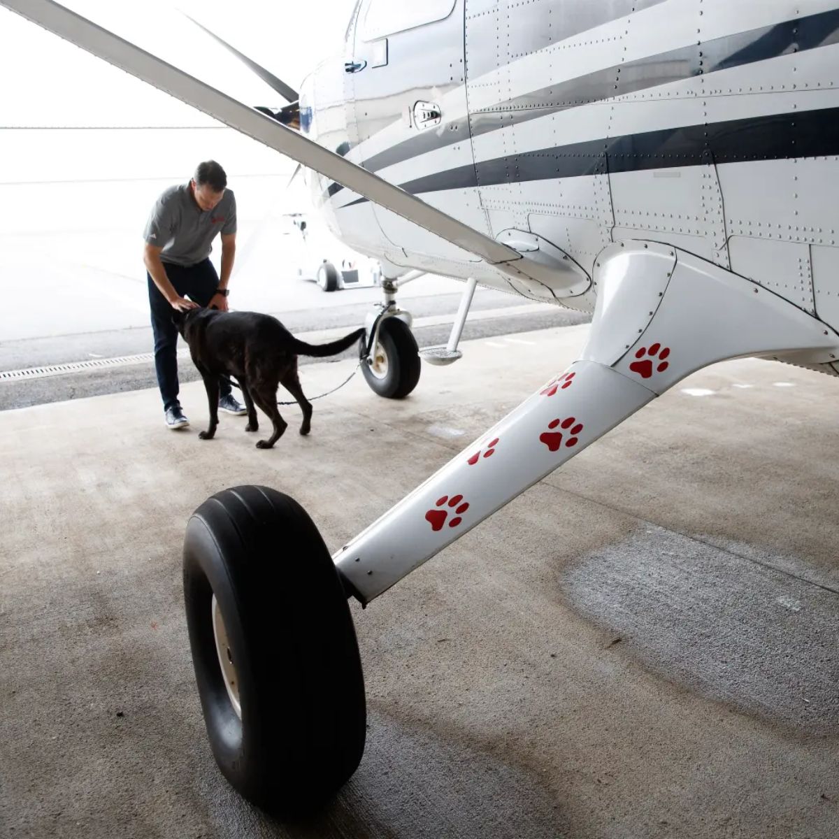 black dog and pilot