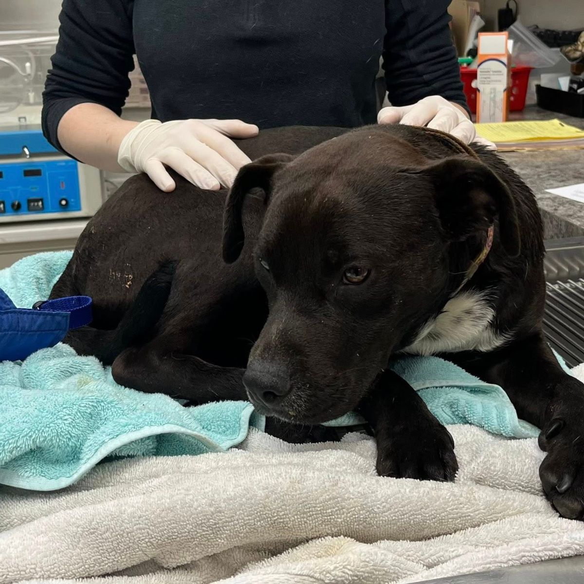 black dog at vets