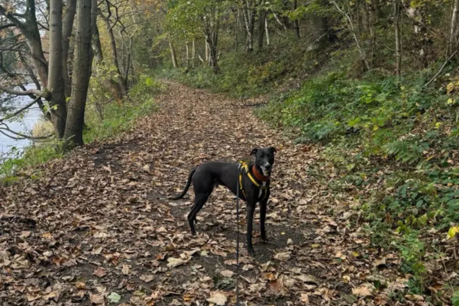 black dog in forest