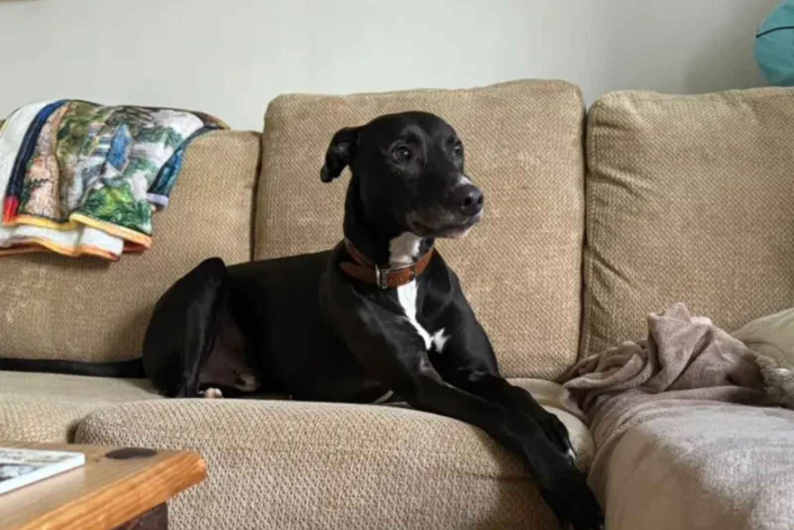 black dog on a couch