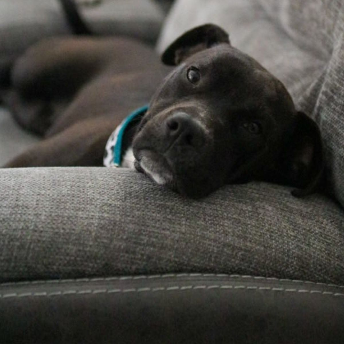 black dog on couch
