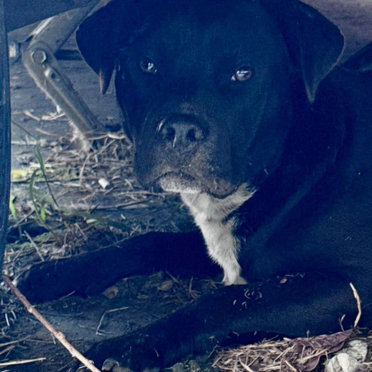 black dog under car