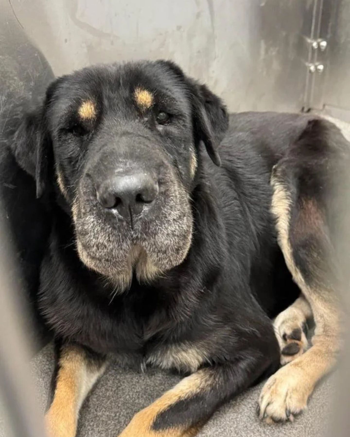 black old dog