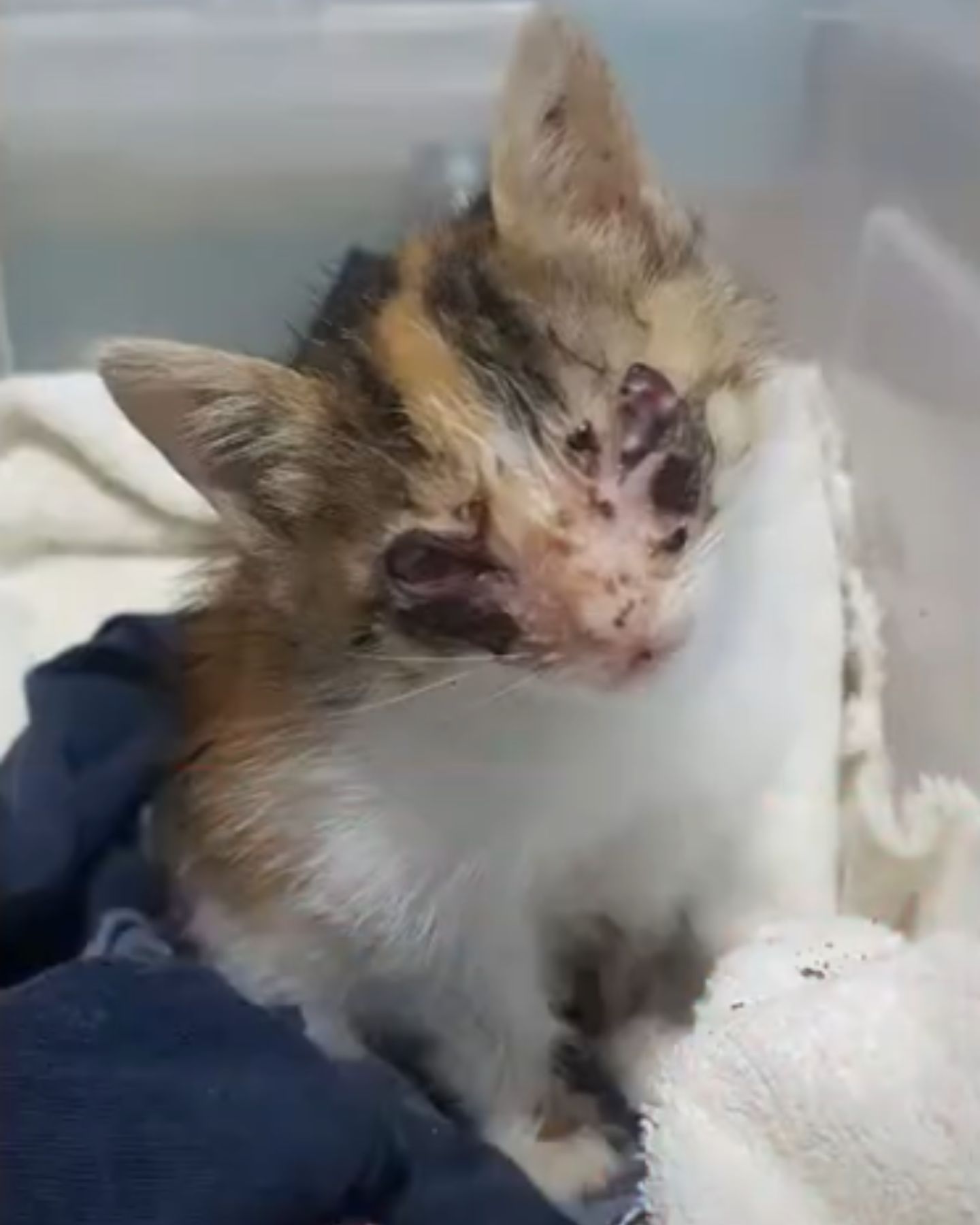 blind calico cat