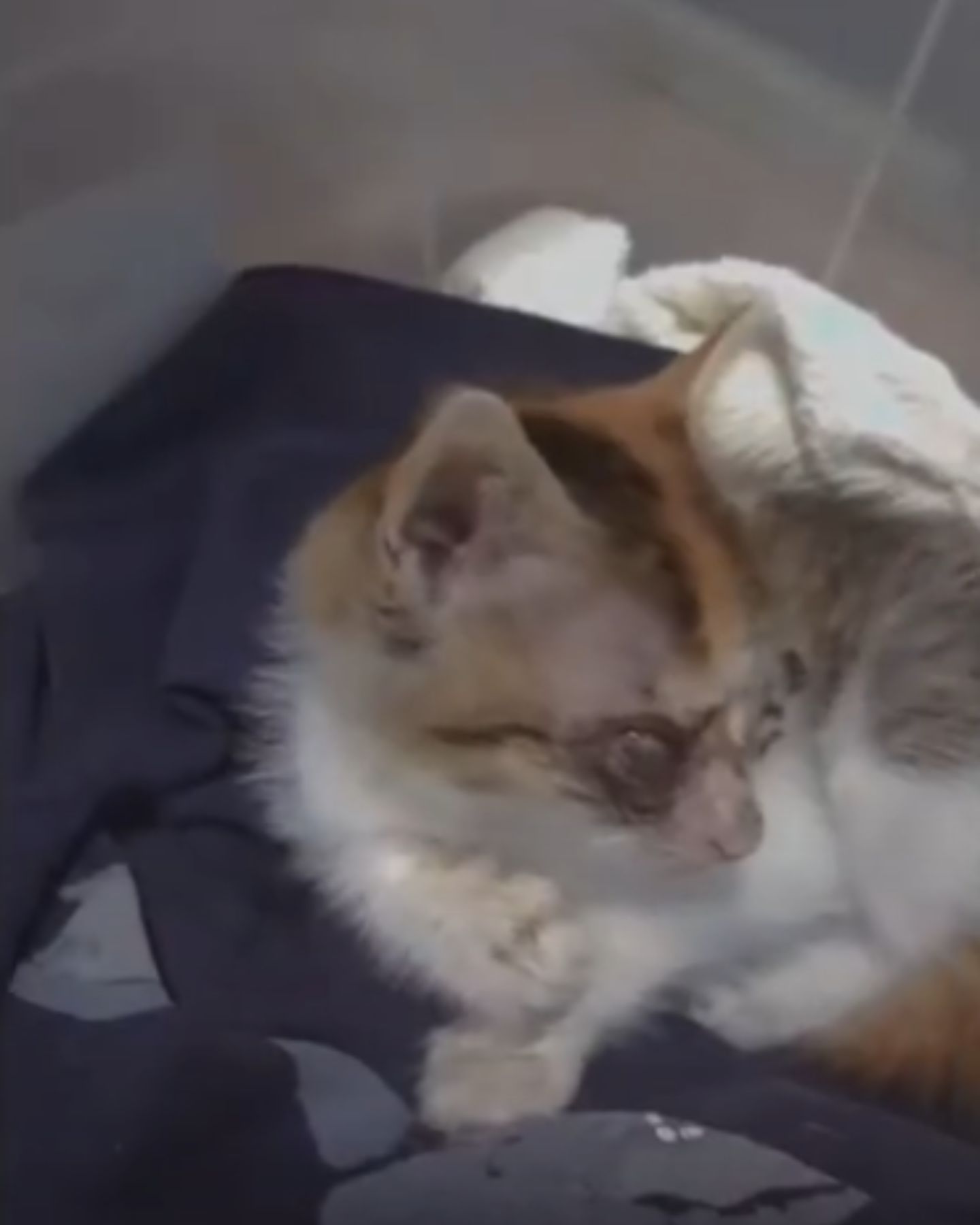 blind cat