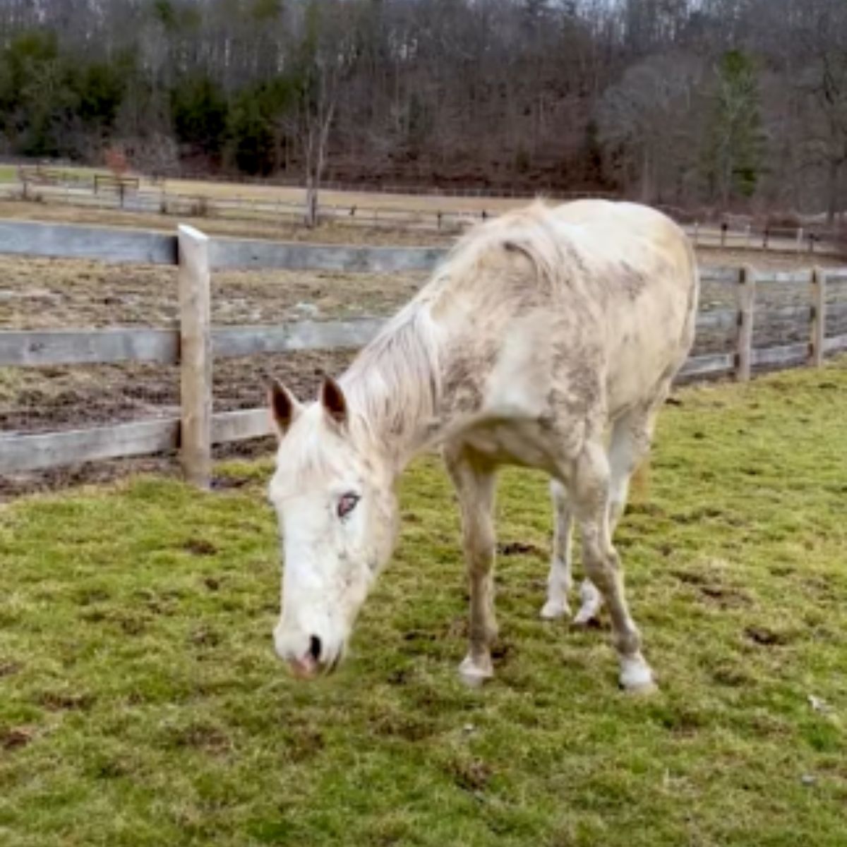 blind horse