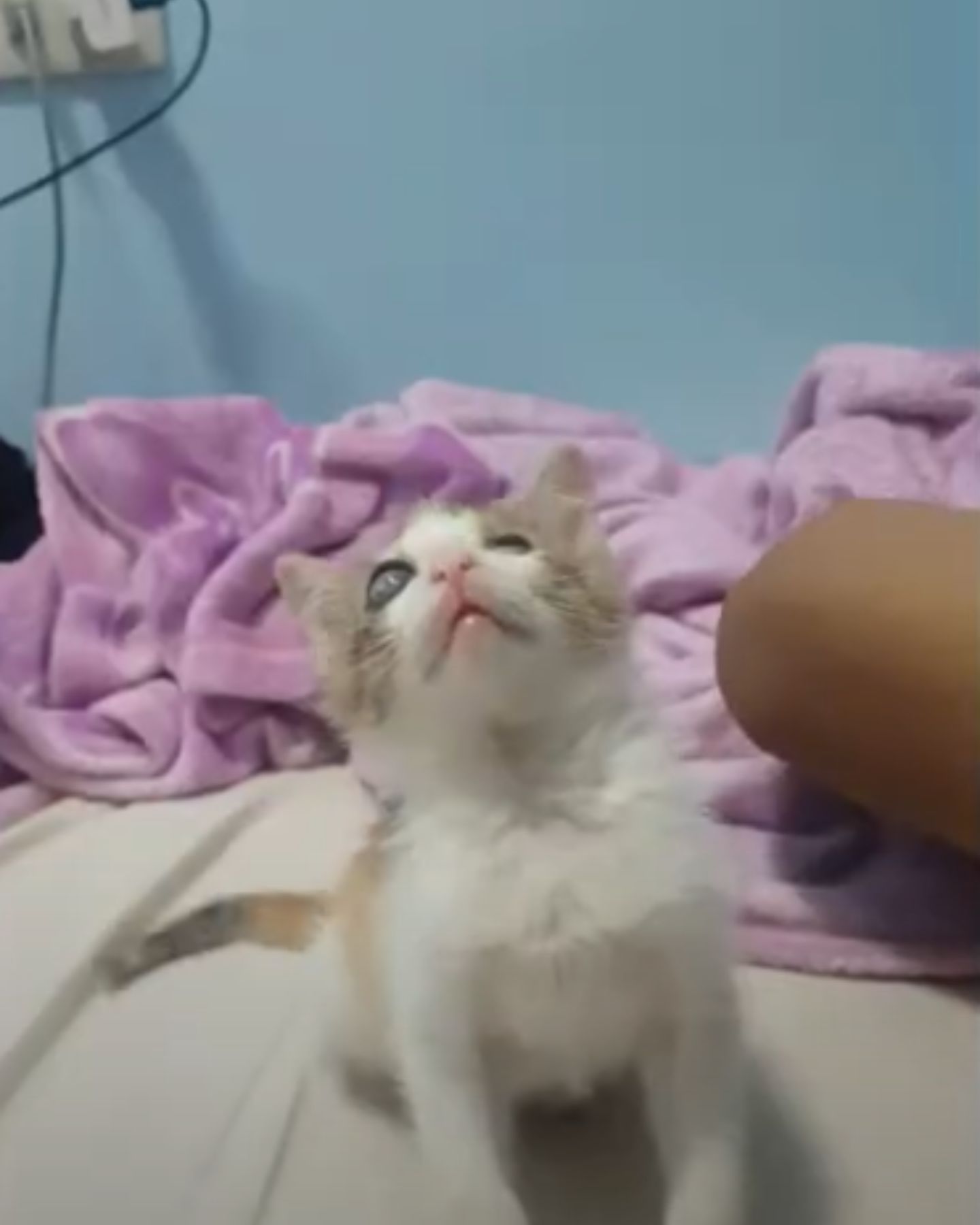 blind kitten