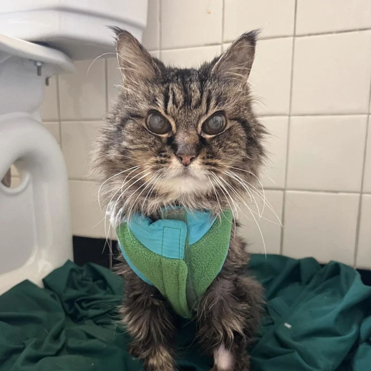 blind senior cat