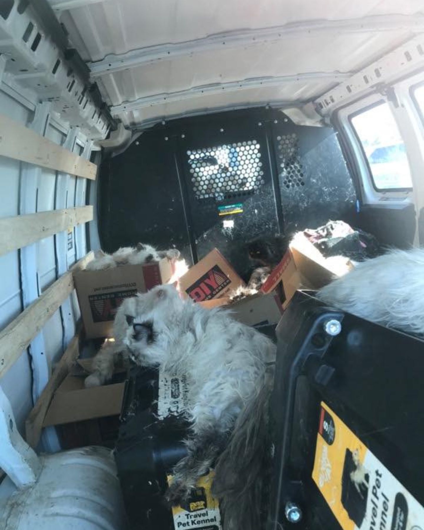 boxes and cats in van