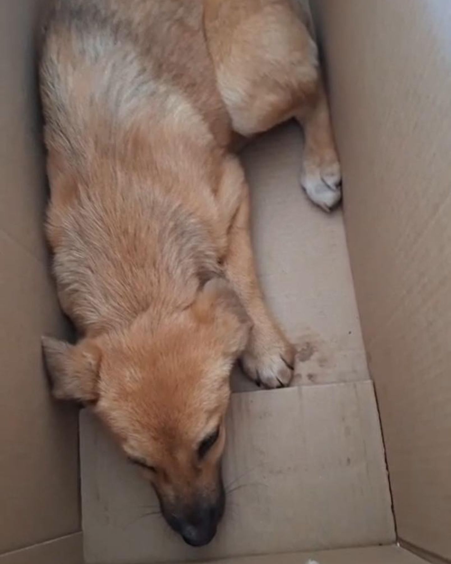 brown dog in crate