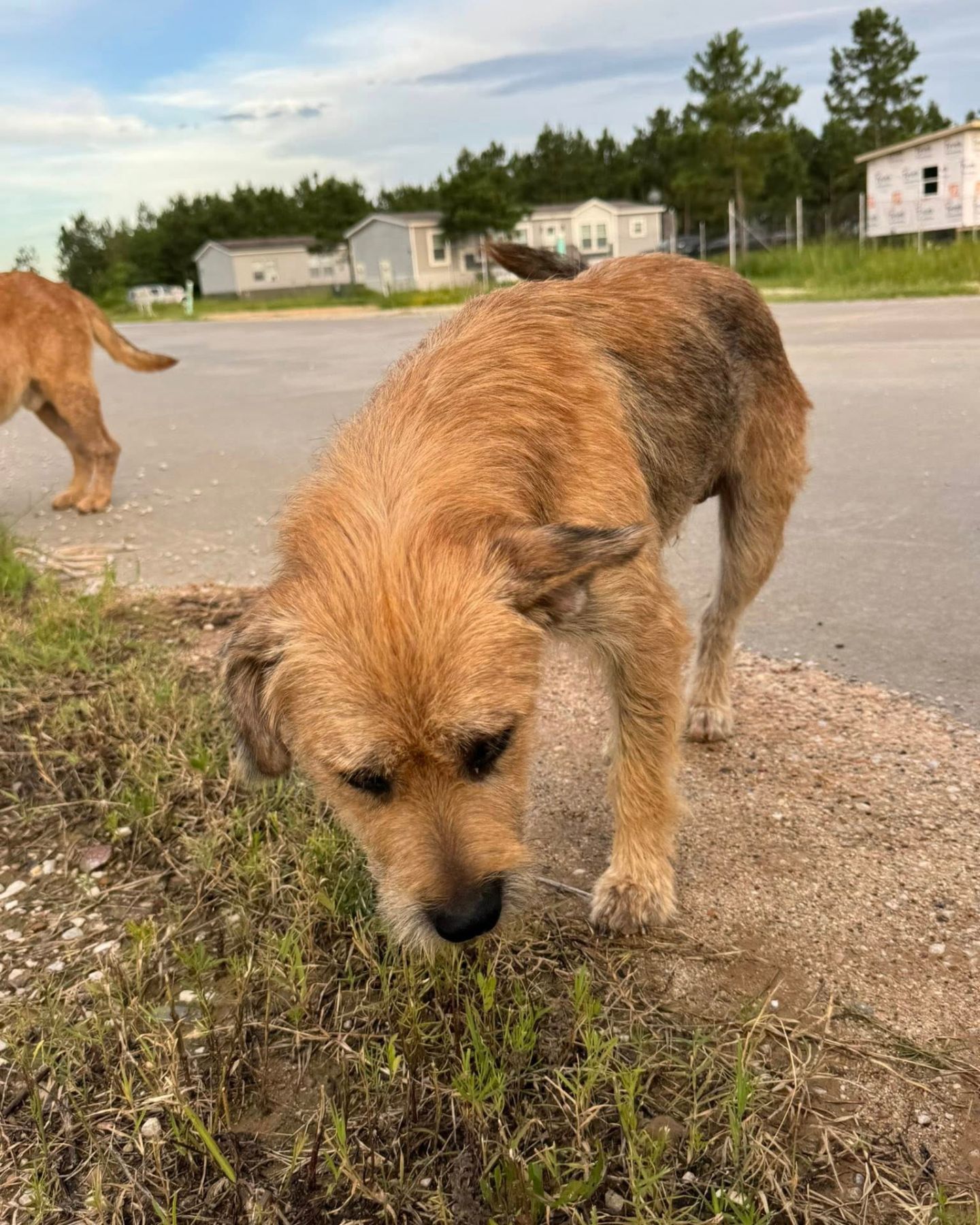 brown dog on street