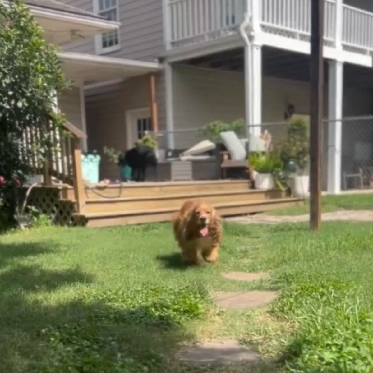brown dog running