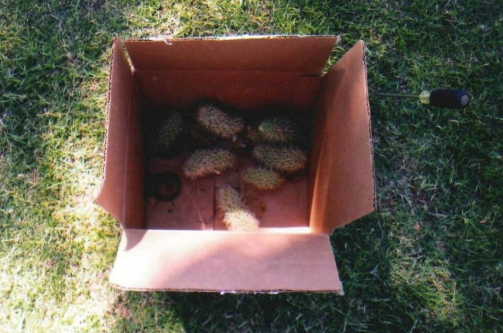 cacti in a box