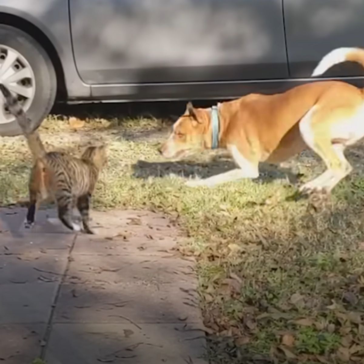 cat and dog