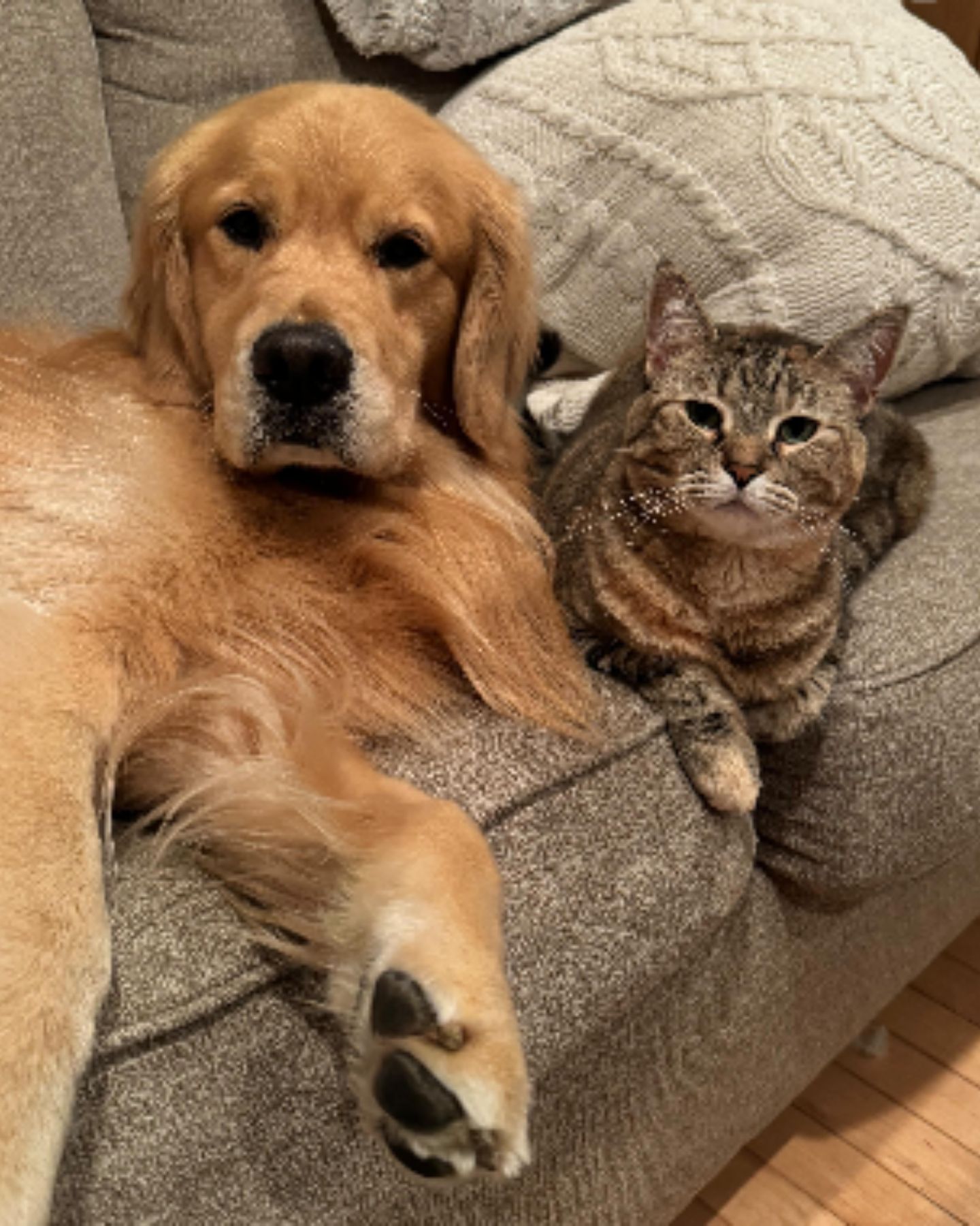 cat and dog on couch