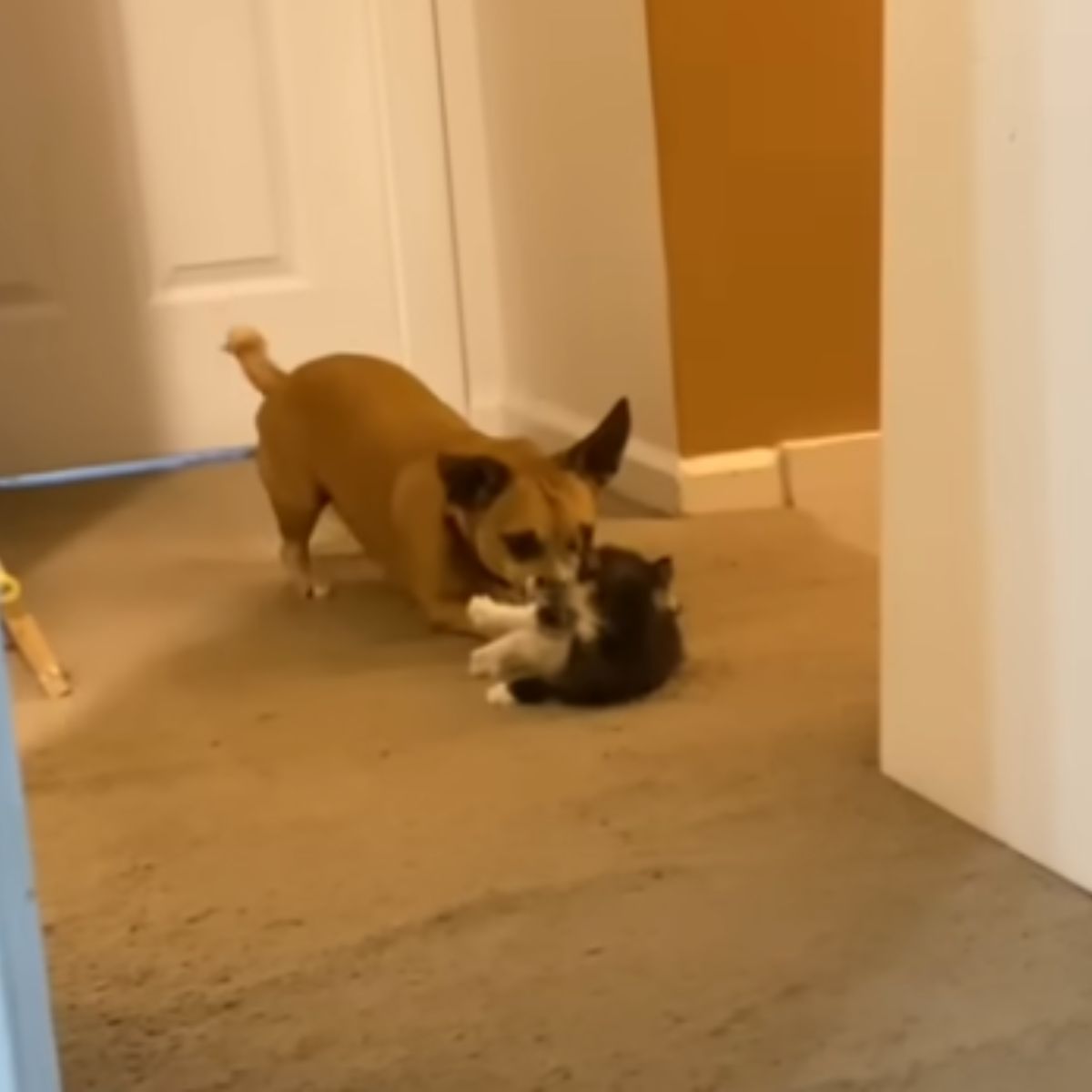 cat and dog