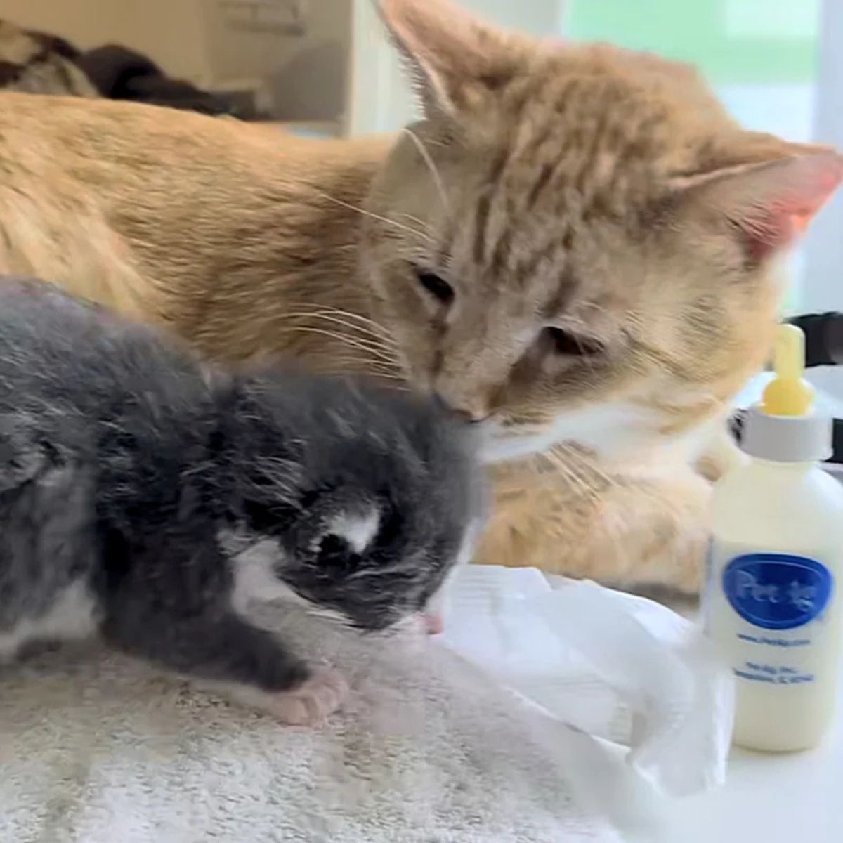 cat and kitten