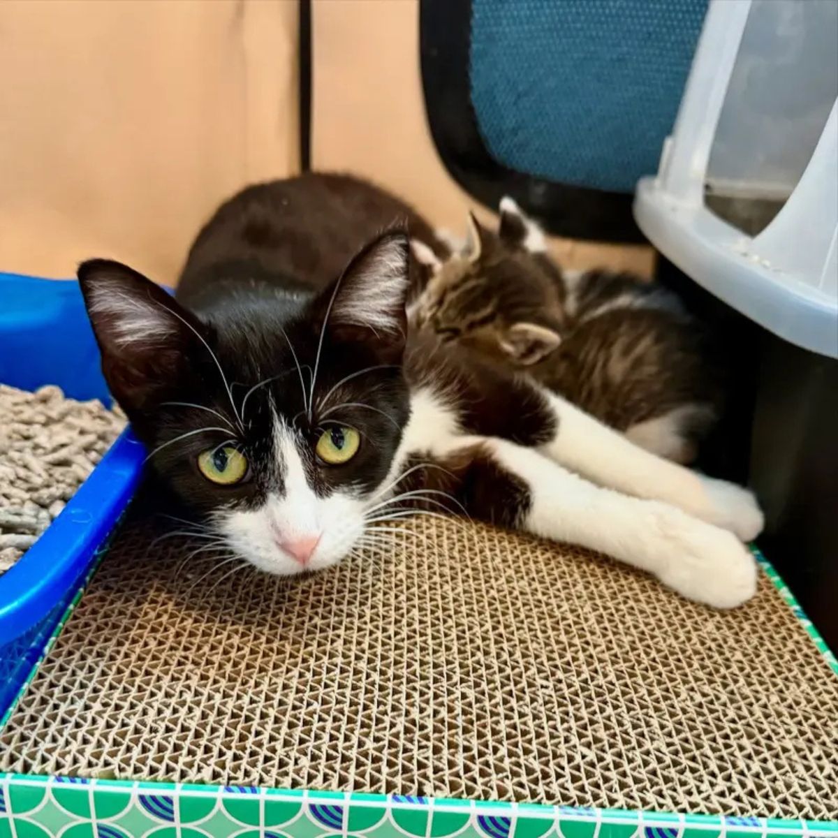 cat and kittens