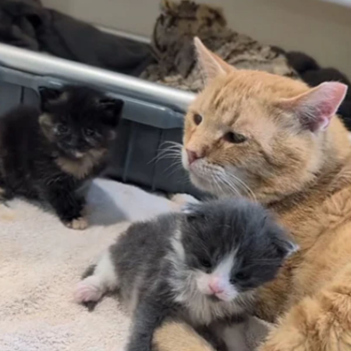 cat and two kittens