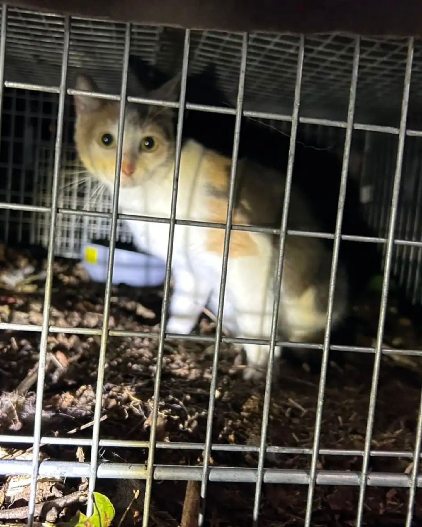 cat in a kennel