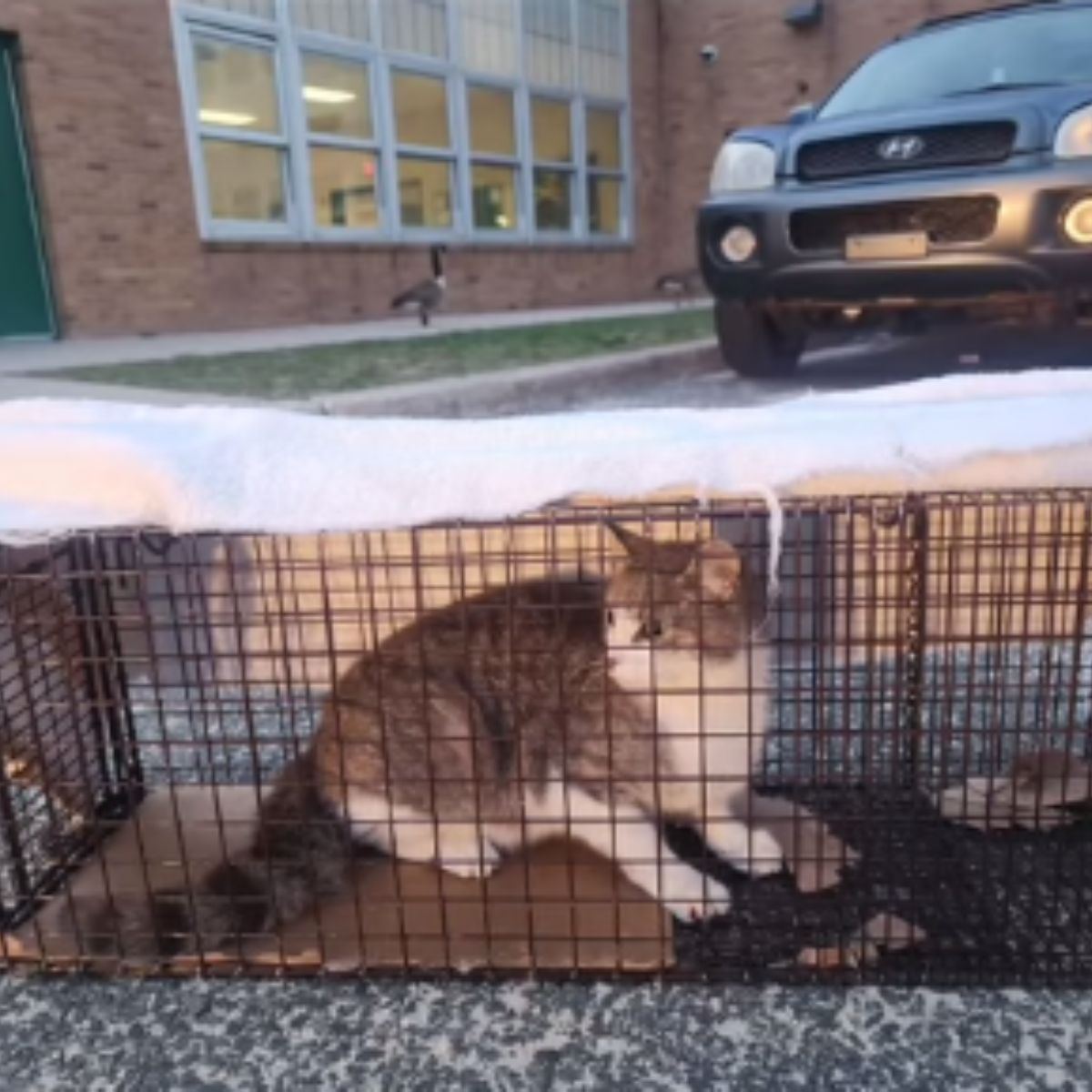 cat in a kennel