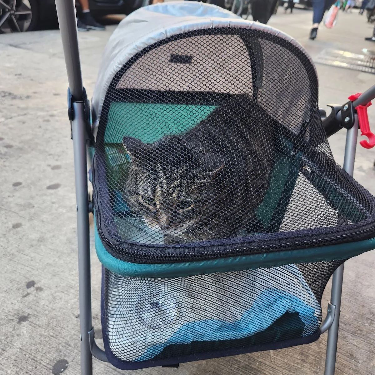 cat in baby stroller